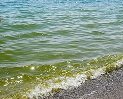Antalya'da Denizin Yeşermesinin Nedeni Bulundu