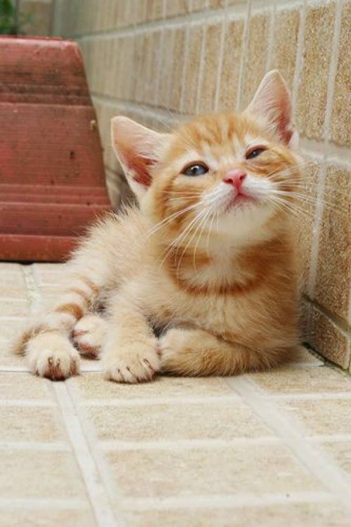 Довольный Котенок Фото