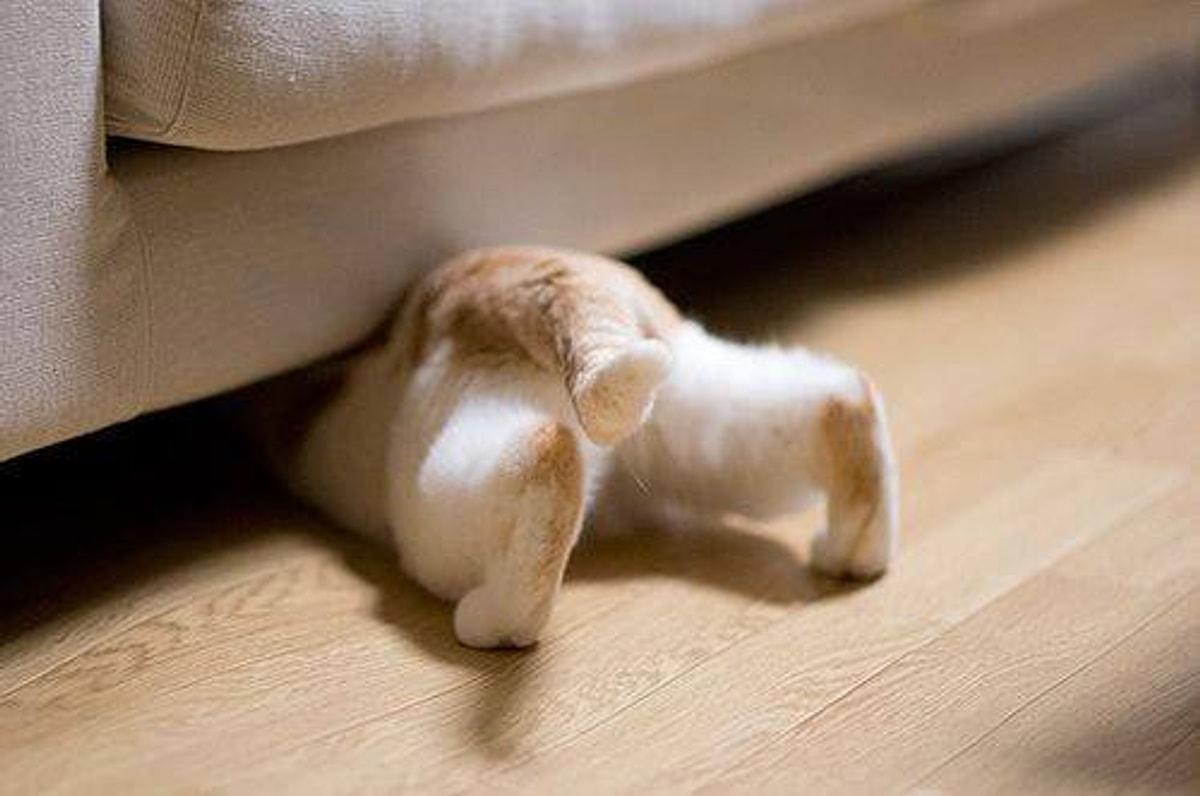 Кот спрятался под диван