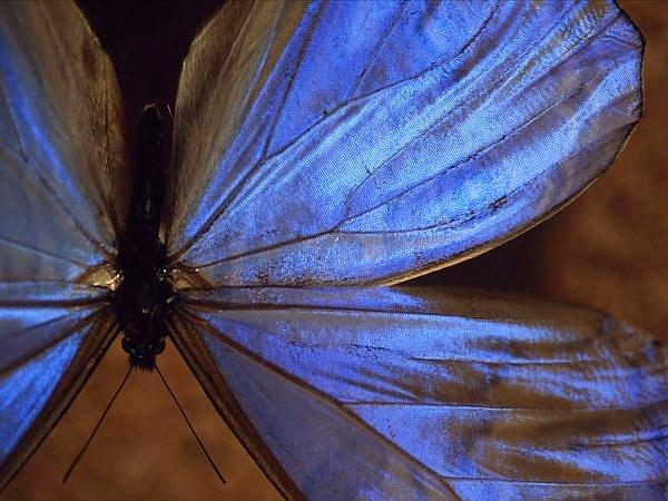 Mavi Morfo Kelebeği