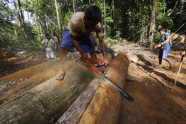 16. Yeşil alanlarını korumak için arayışa çıkan direnişçiler, orman içerisinde buldukları bir kütüğü, ağaç kesiciler için işlevsiz hale getirmek için parçalıyor