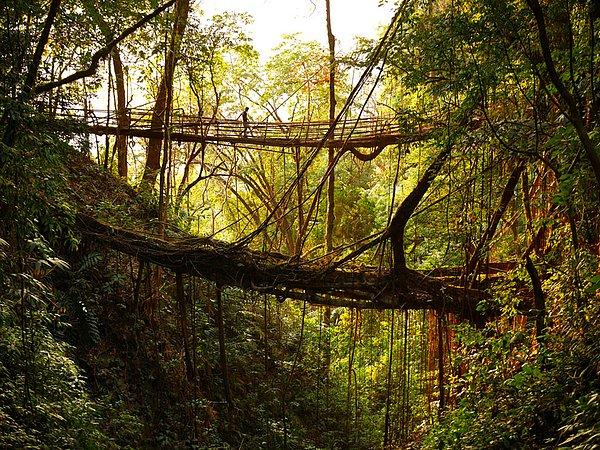 7. Orman içerisinde oldukça eski olan bir doğal köprü artık kullanılamayacak duruma geldiği için yeni bir köprü oluşturulmuş.