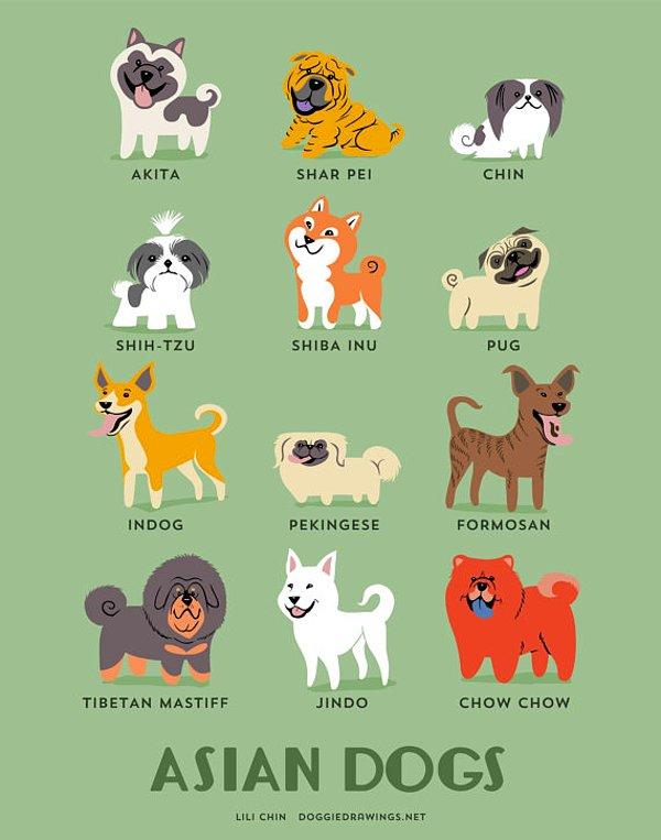 11. Asya Köpekleri