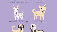 20 Harika Posterle Dünya Köpekleri ve Orijinleri