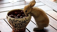 Tatlılıktan Adeta Ölüp Tekrar Dünyaya Gelmiş 28 Ponçik Ötesi Tavşan