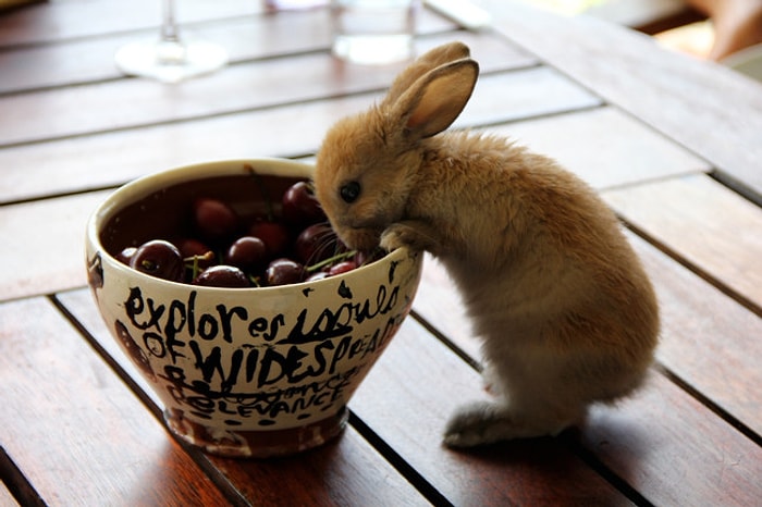 Tatlılıktan Adeta Ölüp Tekrar Dünyaya Gelmiş 28 Ponçik Ötesi Tavşan