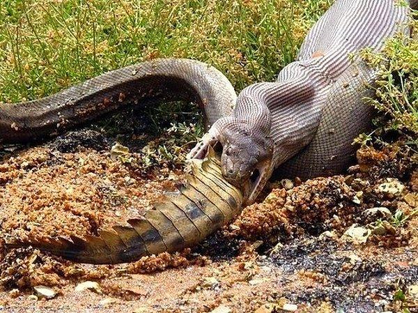 16. Bu da bir TİMSAHı yiyecek derecede acıkmış olan bir yılan