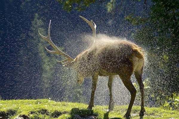 18. Alp dağlarında dolaşan bir geyik, Avusturya