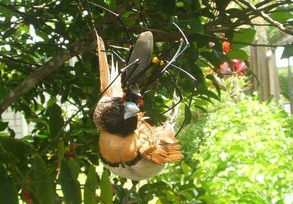26. Kuş yiyen Avustralya altın küre örümceği.