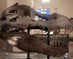 En Büyük Dinozorun Kafatası Nasıldı?