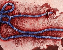 Rusya Ebola İçin 3 Aşı 1 İlaç Geliştirdi