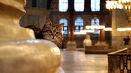 11 Fotoğraf ile Ayasofya'nın Ev Sahibi ve İstanbul'un En Ünlü Kedisi: Gli