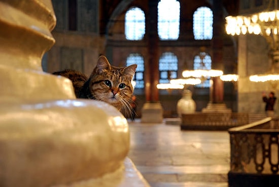 11 Fotoğraf ile Ayasofya'nın Ev Sahibi ve İstanbul'un En Ünlü Kedisi: Gli