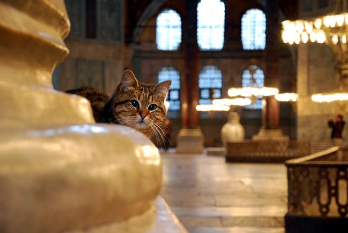 11 Fotoğraf ile Ayasofya'nın Ev Sahibi ve İstanbul'un En Ünlü Kedisi: Gli