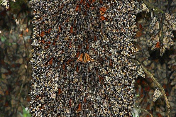 2. Monark Kelebekleri (Cerro Pelon, Meksika)