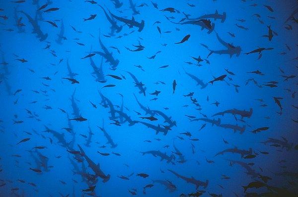 21. Çekiç Balıkları (Cocos Adası, Kosta Rika)