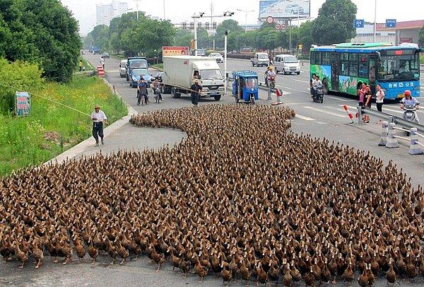 31. Ördekler (Çin)