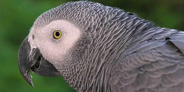 4 Yıldır Kayıp Olan Papağan İspanyolca Öğrenmiş