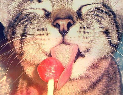 Kediler tatlı yiyeceklerin tadını alamazlar.