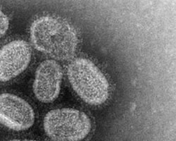 ABD Mutant Virüs Geliştirmeyi Durduruyor