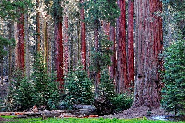 27. Sequoia National Park, California – USA