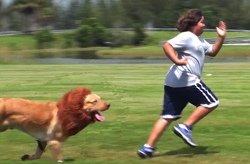 Köpeği Aslan Kılığına Sokup İnsanları Korkutmak | Şaka İçerir