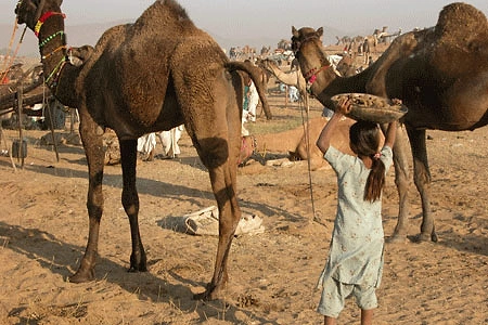 İkinci dünya savaşında Afrika'daki Alman tankları şans getirsin diyerek develerin kakaları üzerinden giderdi. Bu ayrıca bir nevi mayınsız bölgelerin de işaretiydi.