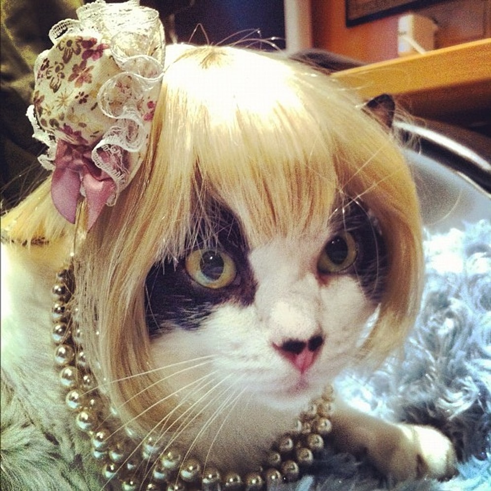 Endamıyla İnsanlara Taş Çıkartan Stil Sahibi 50 Kedi