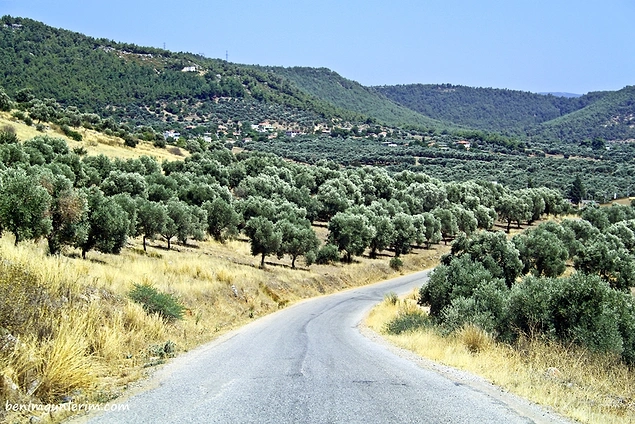 Yollarda size dağları kaplamış zeytin ağaçları eşlik eder.