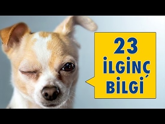 Köpeklerle İlgili 23 İlginç Bilgi