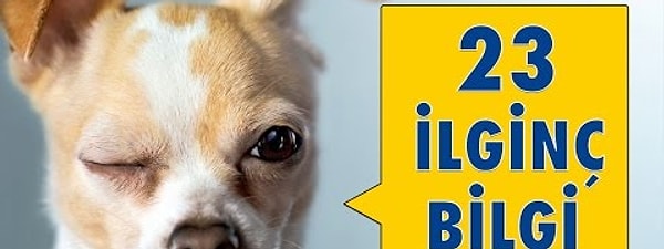 Kopeklerle Ilgili 23 Ilginc Bilgi