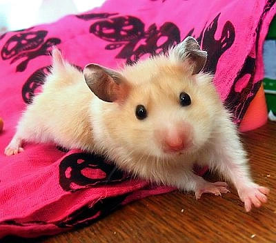 Featured image of post Gonzales Hamster Cinsiyet Ayr m Bu videomuz da sizlere syrian hamster ve dwarf hamster gonzales lar i in ele al t rma