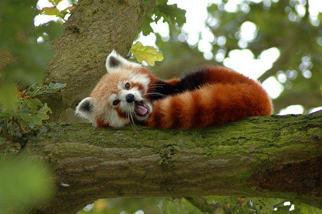 1. Kırmızı pandalar, gür kırmızı kuyruklarını bir battaniye gibi kullanarak sıcacık uyurlar.