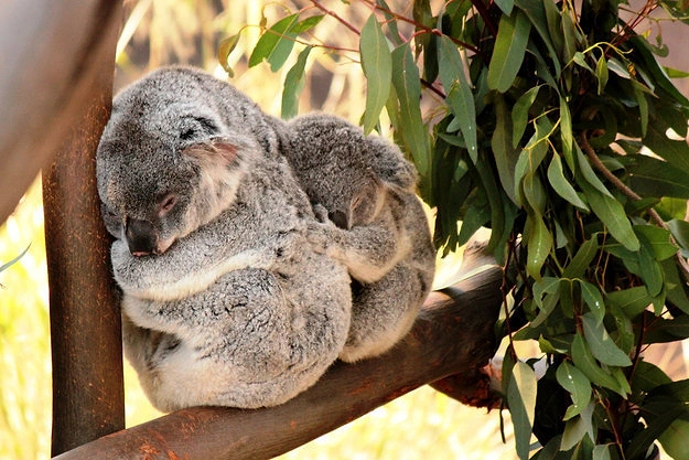 Bebek koala büyüyüp annesinin kesesi için çok ağırlaşınca, anne koala bebeğini sırtında taşır.