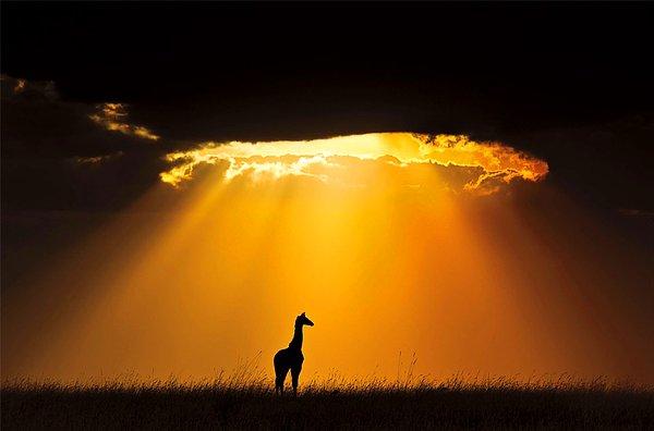Masai Mara'da sahne zürafanın...