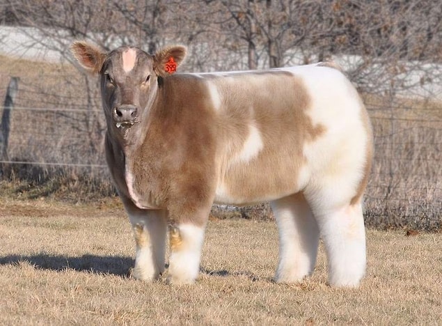1. Peluş dana