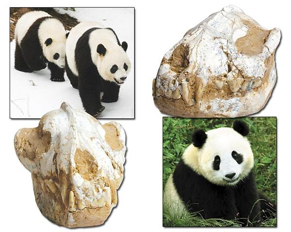 4.6 Milyon Yıllık Panda Kafatası