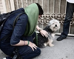 İran'da Köpek Besleyenlere Kırbaç Cezası Teklifi
