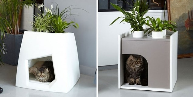 6. Kedi Evi Saksı