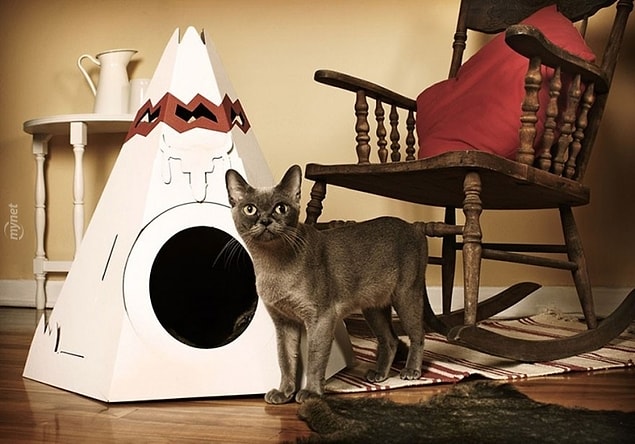 17. Kedi Çadırı