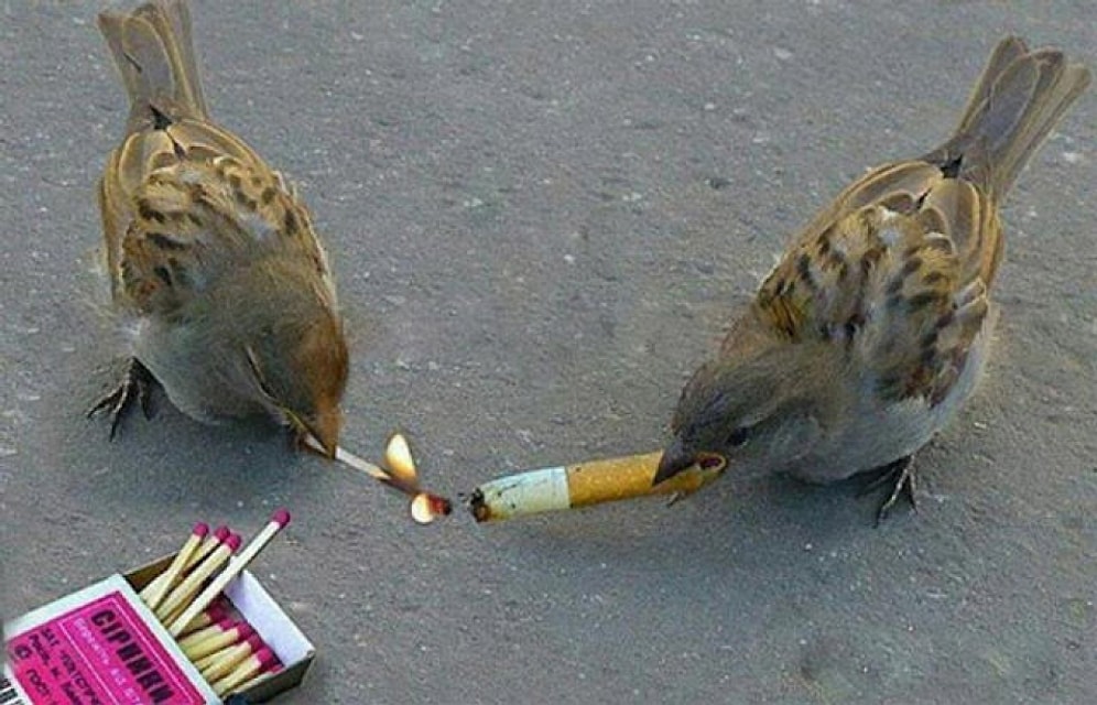 Saymaya Kalksak Efkardan İçirecek Kadar Zararı Olan Sigaranın 18 Faydası