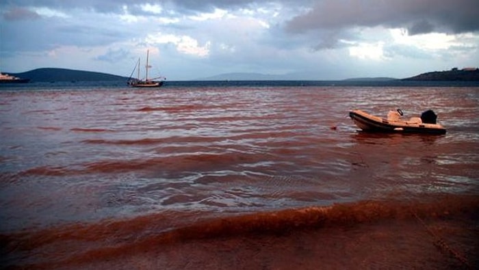 Bodrum'da Deniz Bir Anda Kahverengi Oldu