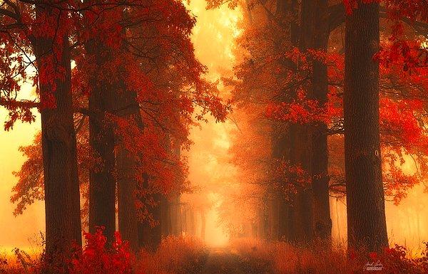 Sisli bir sonbahar sabahında Güney Moravia Ormanı...