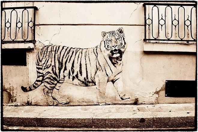 Hayvanları Konu Alan En Güzel 22 Sokak Sanatı