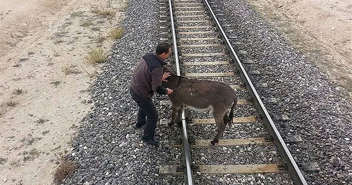 Eşeği Raylara Bağlayıp Ölüme Terk Ettiler!