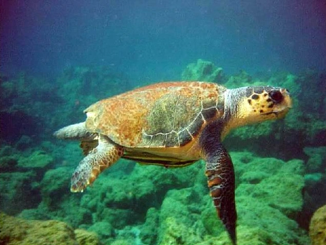 Plajda yaralı kaplumbağaların tedavilerinin yapıldığı bir Caretta Caretta tedavi merkezi bulunmaktadır.