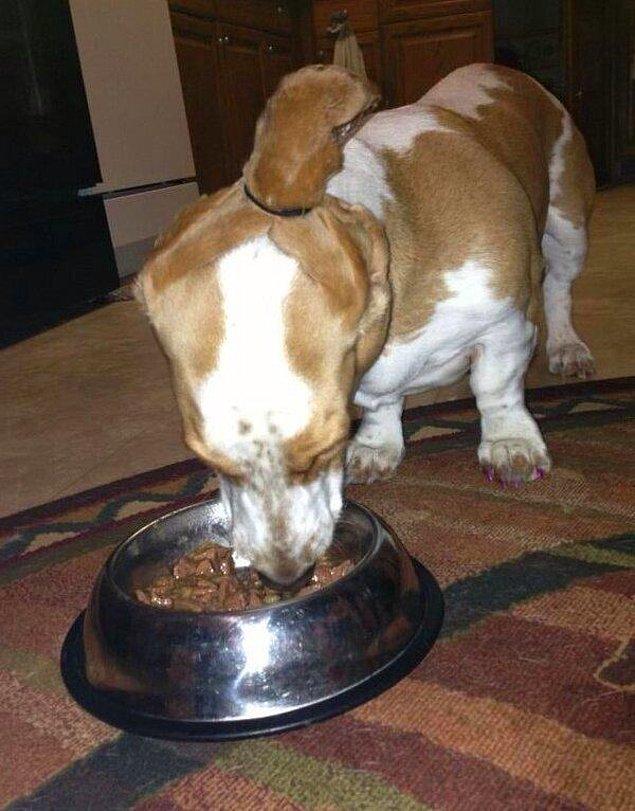 6. Yemek yiyen köpeğinin kulakları kirlenmesin diye çözüm bulan köpek sahibi