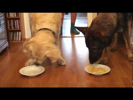 Spagetti Yeme Yarışması: Golden Retriever vs. Alman Çoban Köpeği