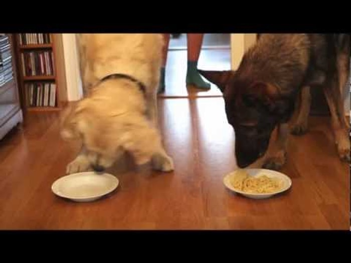 Spagetti Yeme Yarışması: Golden Retriever vs. Alman Çoban Köpeği