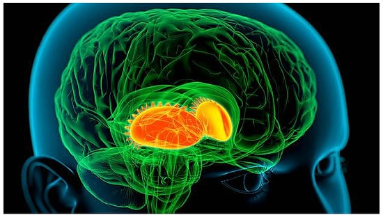 İnsanı İçe Dönük ya da Dışa Dönük Kılan Nedir?